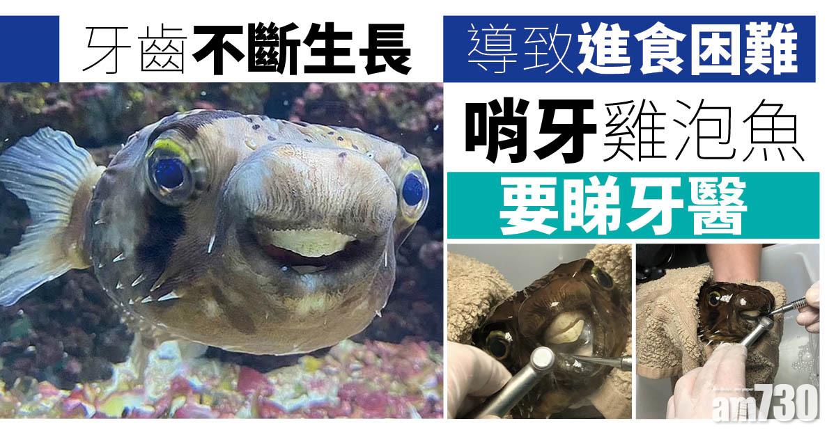 牙齒不斷生長變哨牙蘇  雞泡魚要睇牙醫