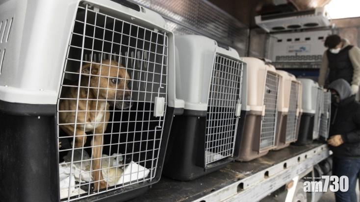 南韓110隻狗去年逃出狗肉場  全運抵美加尋家