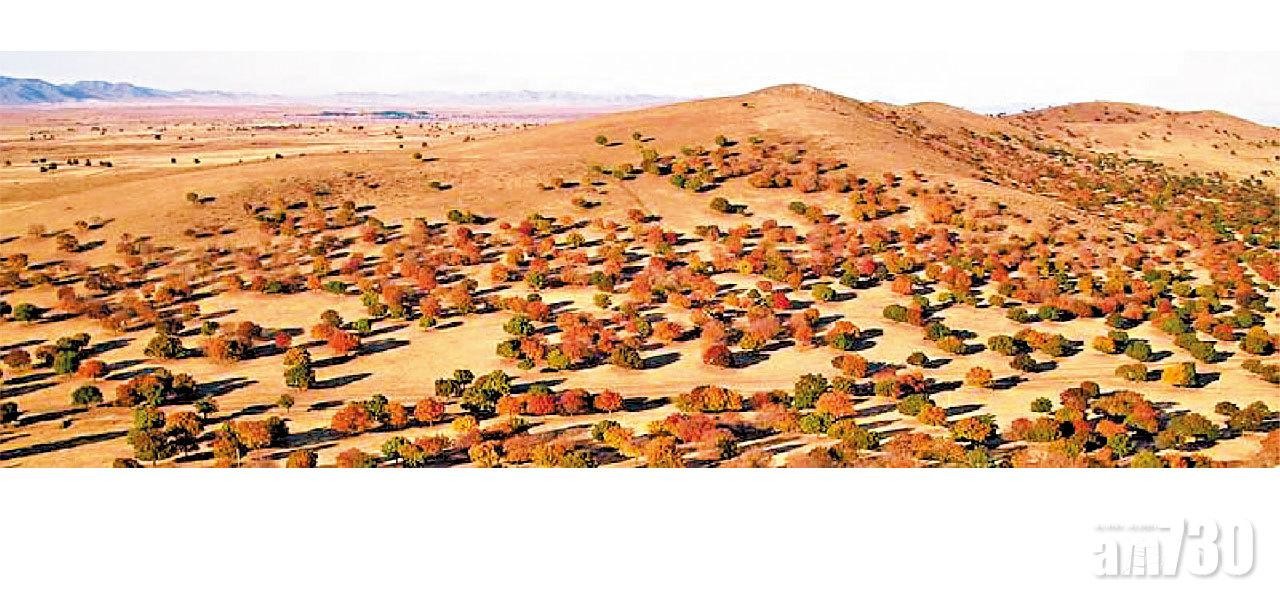 內蒙古科爾沁草原10月最美賞楓季