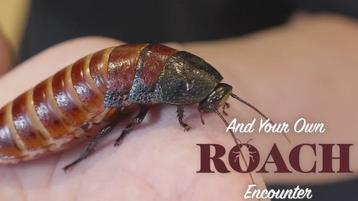 動物園推情人節活動 為曱甴命名再送貨上門 網民：最啱送比前任