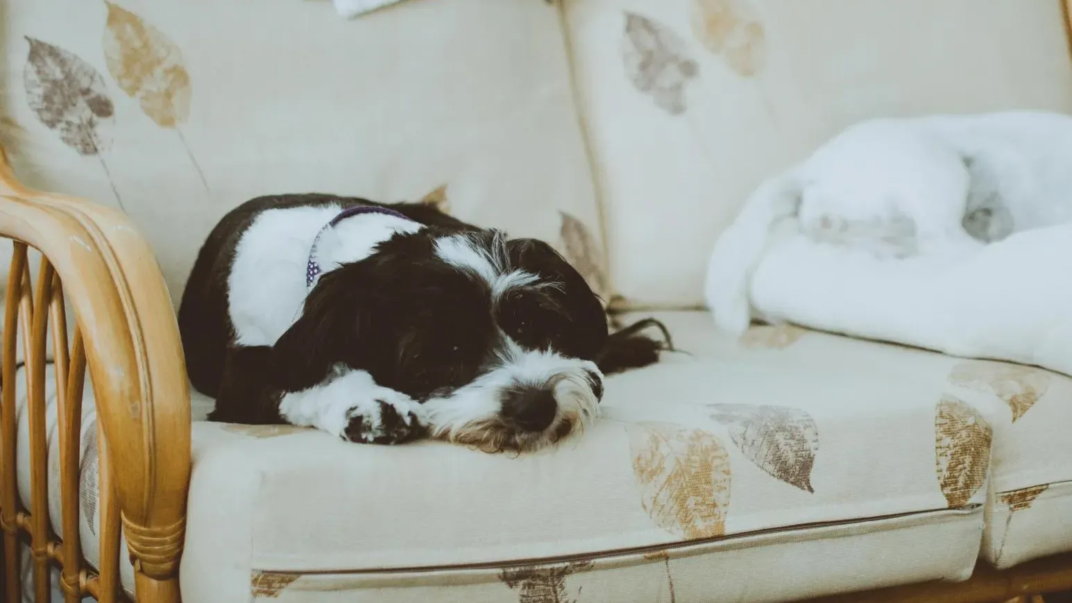 泰國62歲飼主氣絕身亡無人知　家中28隻狗狗啃屍體果腹