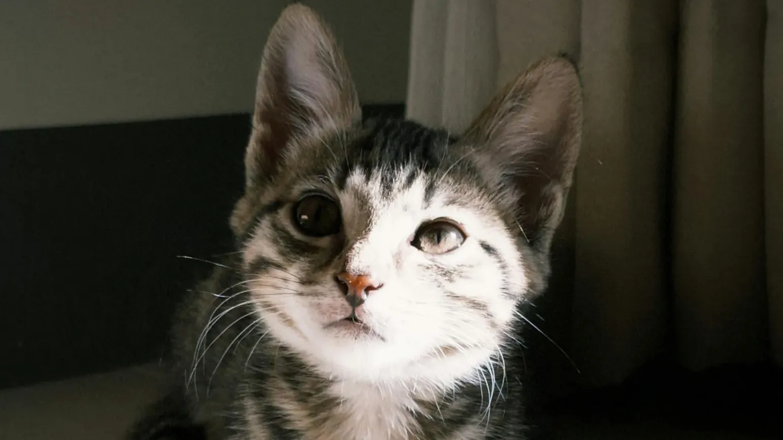 內地OL因愛貓病逝崩潰輕生　網民唏噓：牠也願你好好活