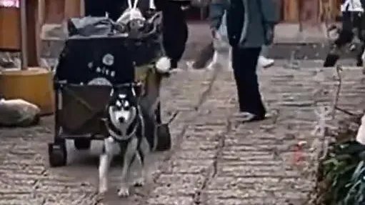 雲南哈士奇為民宿客人拉行李　招財吸百萬營業額