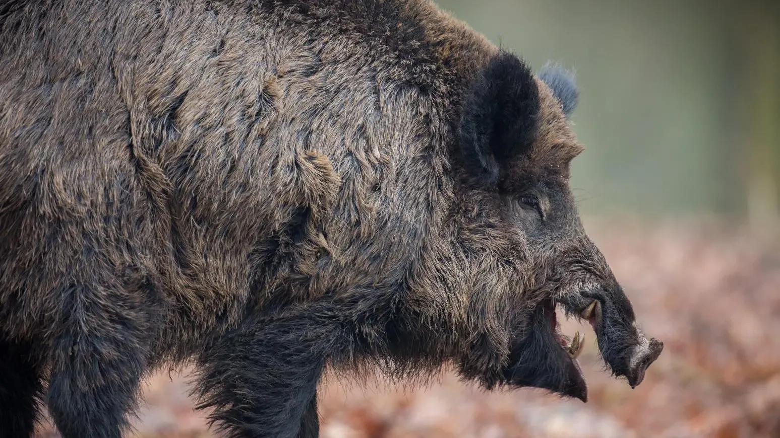 內地男大學生寒假參加護農隊獵野豬　誤觸捕獸網被電擊死亡
