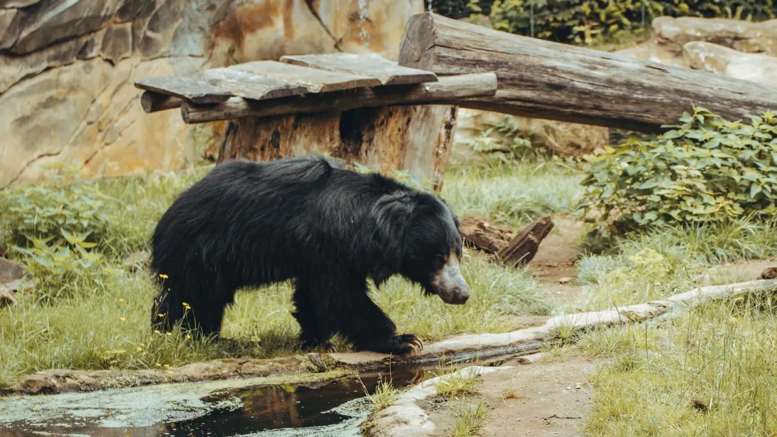 印度父子先後遭同一隻野熊咬死 警方：重回現場收屍時野熊突然竄出