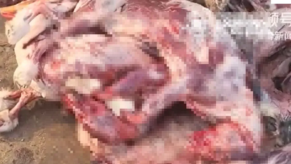 內地黑心養殖場賣狐狸肉　供餐館製作假牛／羊／兔肉串燒