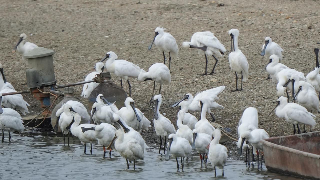 全球黑臉琵鷺近7千隻　於本港后海灣發現回升至375隻增兩成半