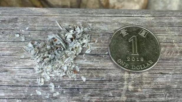 嘉道里農場暨植物園團隊較早前在大嶼山水域的大小磨刀海岸公園考察時，發現有疑似已風乾的水獺糞便，經基因鑒定反復驗證後確定屬於歐亞水獺。（嘉道里農場暨植物園社交專頁）