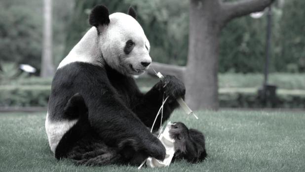 成都大熊貓繁育研究基地形容，「永明」的一生開創奇蹟，滿載榮譽，是大熊貓保護史上的傳奇。（成都大熊貓繁育研究基地圖片）