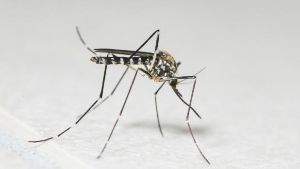 基孔肯雅熱｜上環23歲女子感染　2700多人評估未有新增出現病徵人士