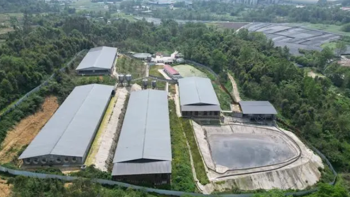 豬場老闆意外跌入化糞池 6位員工「一個拉一個」跳入救援全陪葬