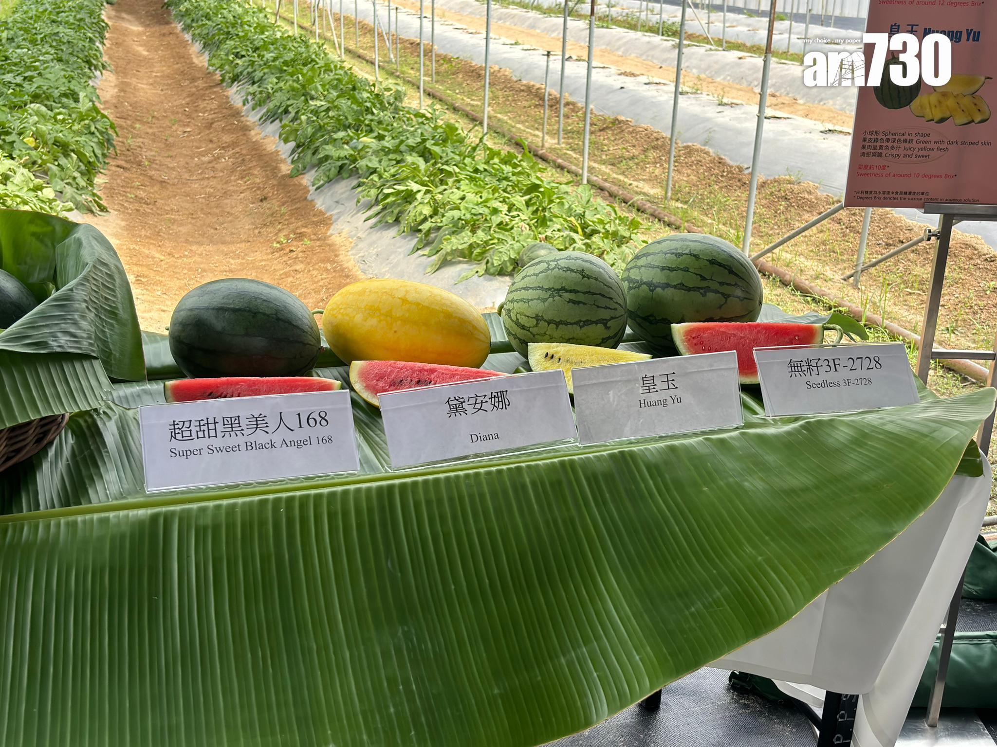 漁護署辦本地有機西瓜節，首場農墟周五青衣城舉行。