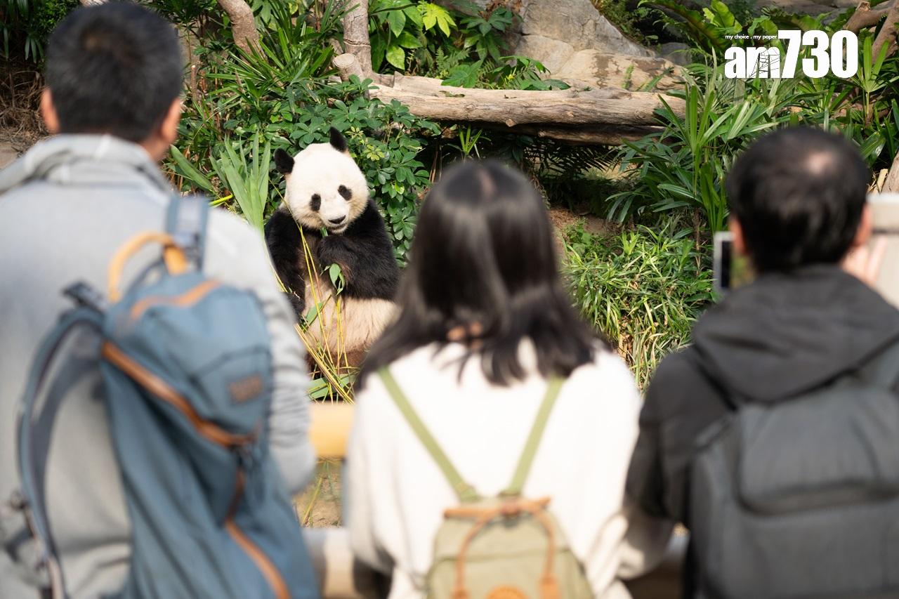 大熊貓樂樂(資料圖片/陳奕釗攝)