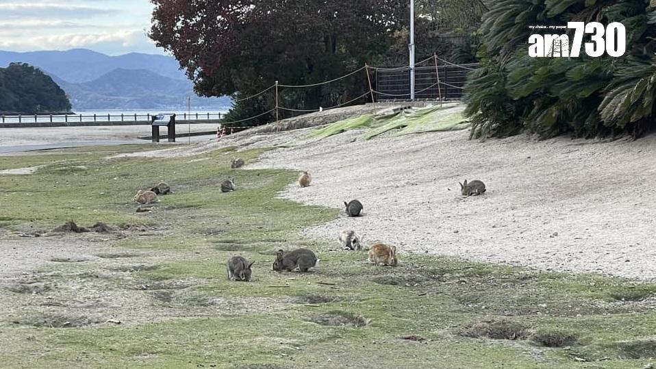 廣島大久野島上的野兔。(《am730》攝)