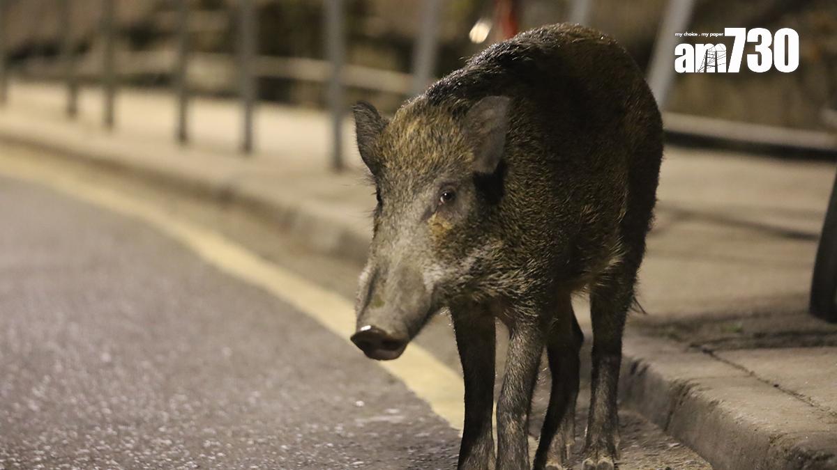 全港野豬數目減至約900隻，去年共發生7宗野豬傷人個案。(資料圖片／鍾式明攝)