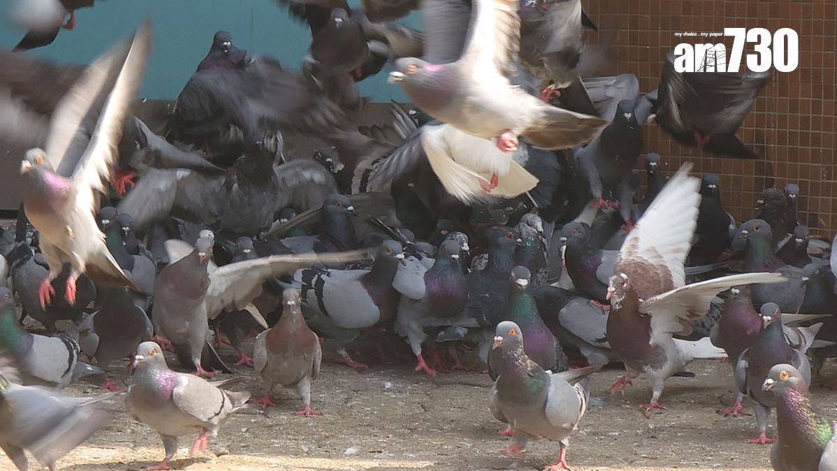 非法餵飼野生動物或野鴿會被定額罰款或檢控。(資料圖片／鍾式明攝)