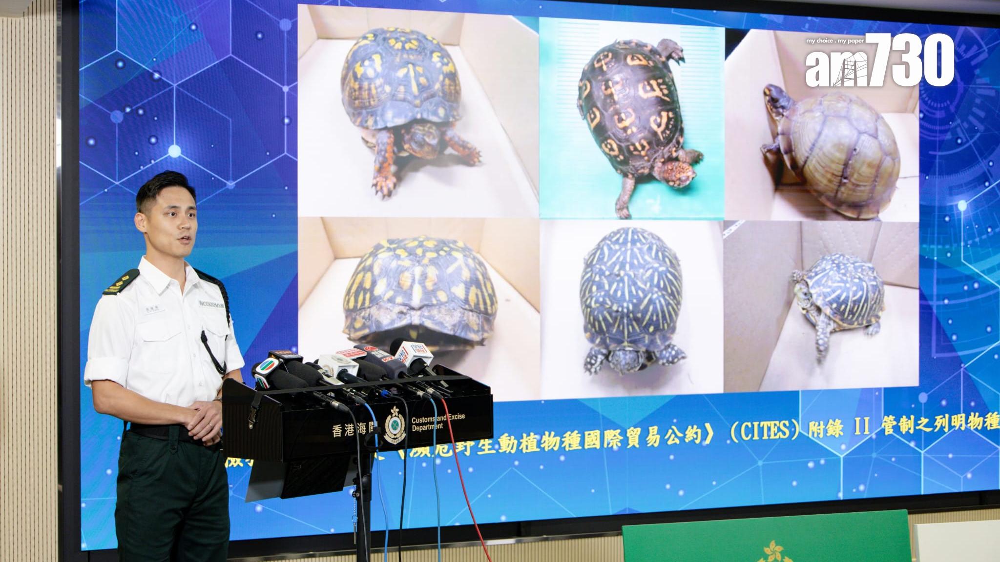 海關機場檢獲逾400隻瀕危龜，在郵包被襪及膠紙包裹(周令知攝)