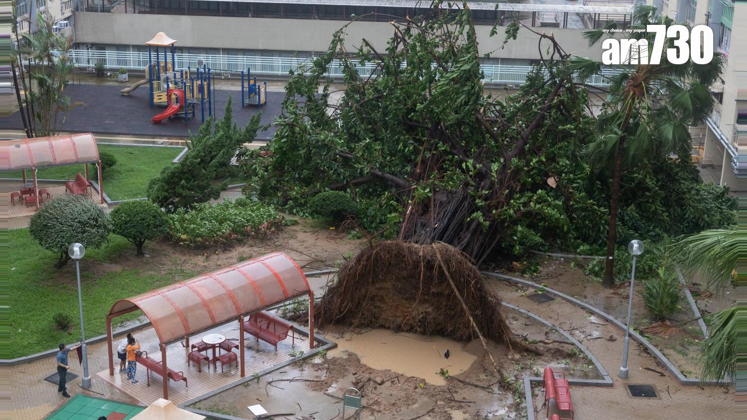 颱風樺加沙︱何文田愛民邨逾半世紀老榕樹倒塌。（蘇文傑 攝）